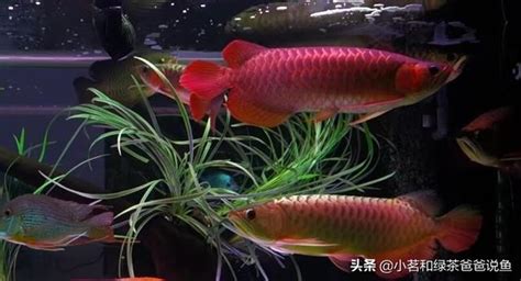 龍魚混養|龍魚混養之雙龍混養 